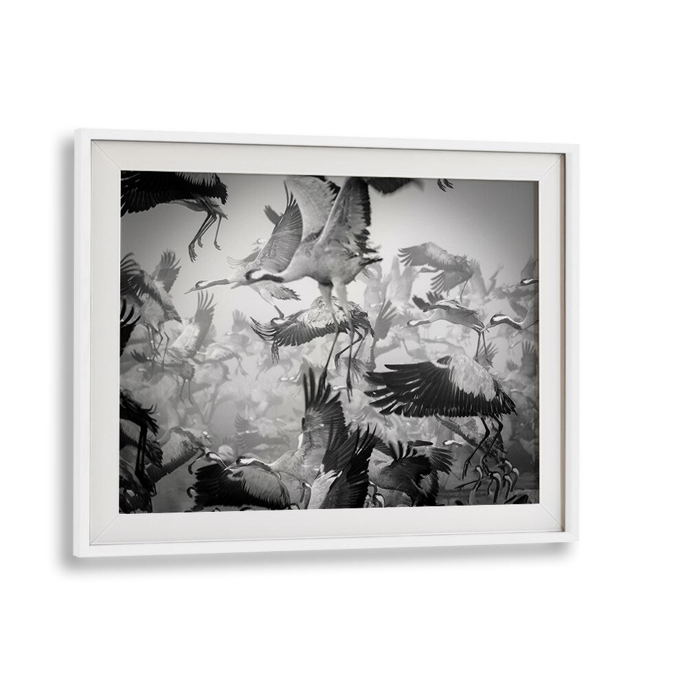 Dynamic flock of birds captured in motion, showcasing CHAOS, PHOTOGRAPHY PRINTS for art enthusiasts.