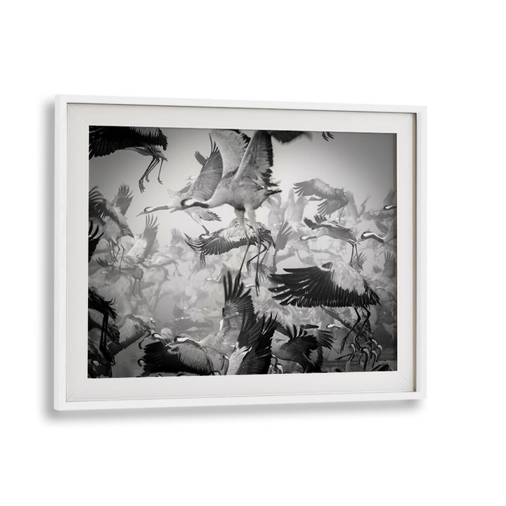 Dynamic flock of birds captured in motion, showcasing CHAOS, PHOTOGRAPHY PRINTS for art enthusiasts.