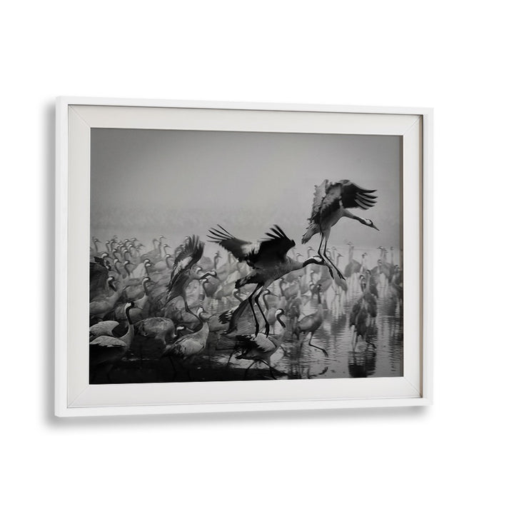 Dynamic scene of cranes captured in stunning detail, showcasing TRIO, PHOTOGRAPHY PRINTS for art enthusiasts.