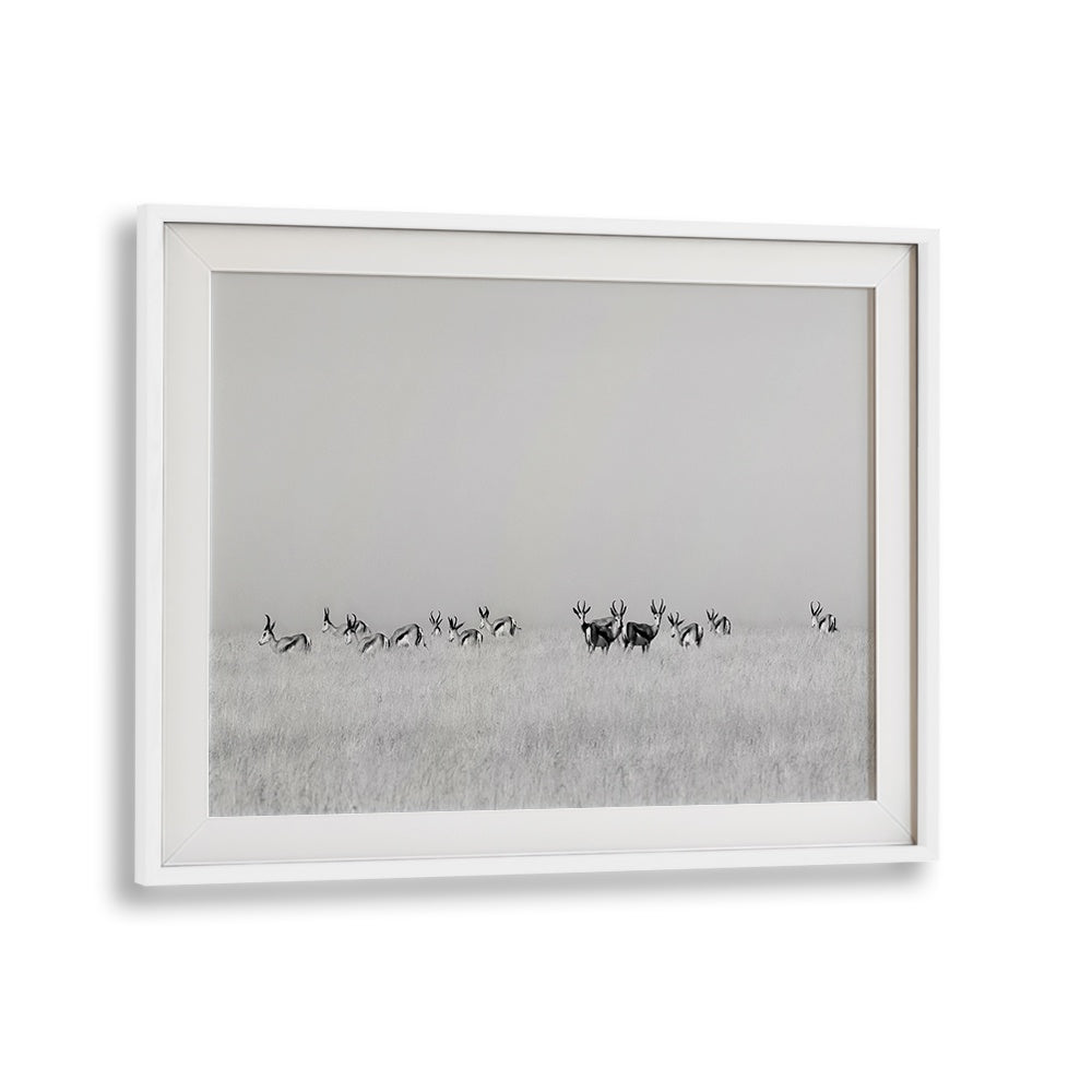 Majestic sentinel gazelles captured in fine art photography prints, showcasing the beauty of wildlife and nature.