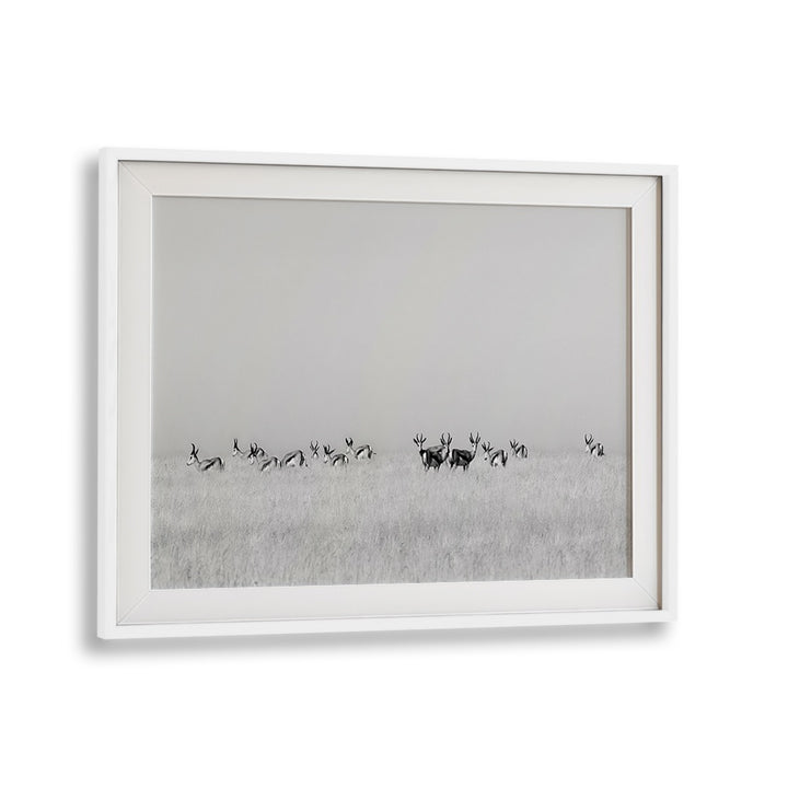 Majestic sentinel gazelles captured in fine art photography prints, showcasing the beauty of wildlife and nature.