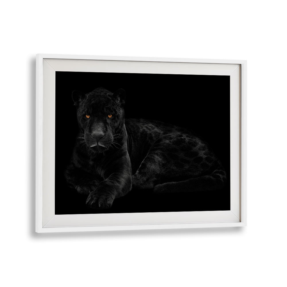 Stunning BLACK PANTHER III, PHOTOGRAPHY PRINTS showcase the majestic beauty of the elusive black panther.
