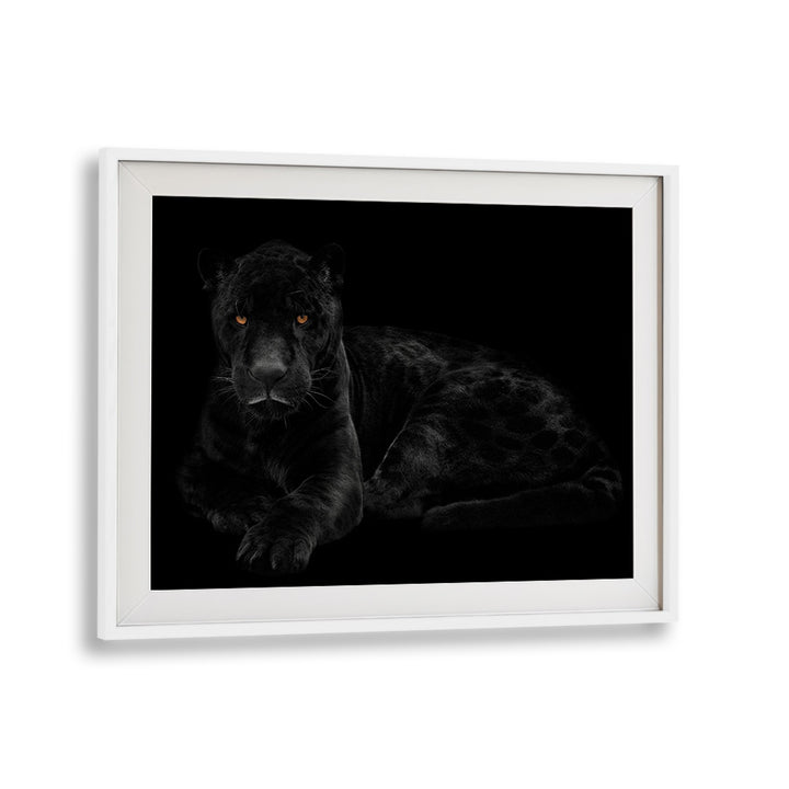 Stunning BLACK PANTHER III, PHOTOGRAPHY PRINTS showcase the majestic beauty of the elusive black panther.