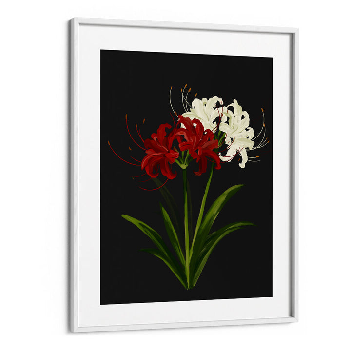 RED WHITE SPIDER LILIES