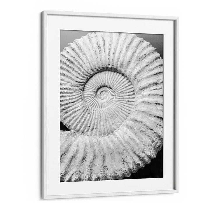 ANCIENT SPIRAL DREAMS , BEACH PAINTINGS framed black-and-white spiral shell fossil print by WHITEMOUNT