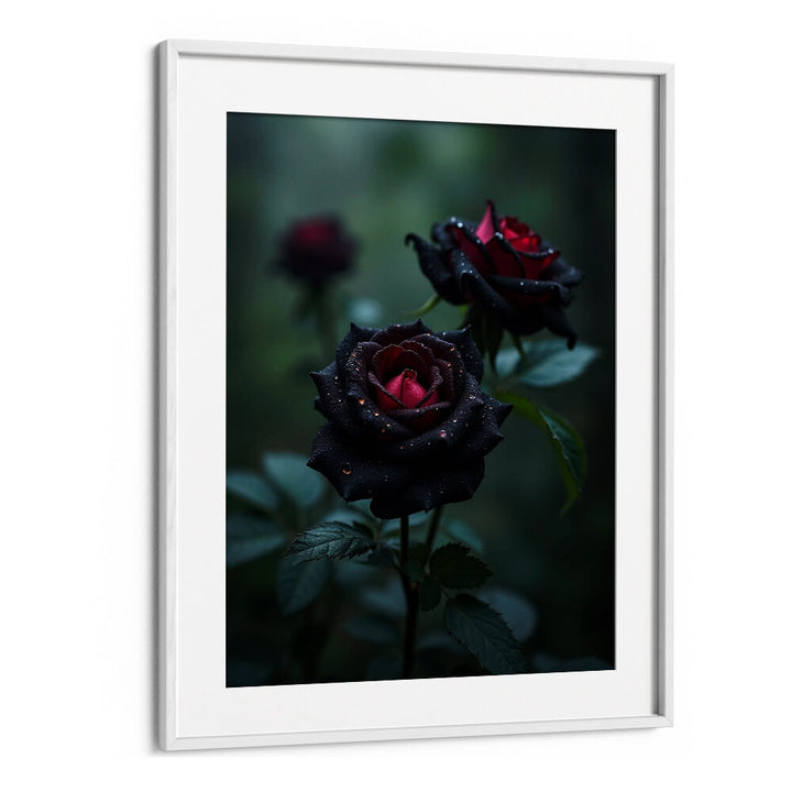 BLACK ROSES