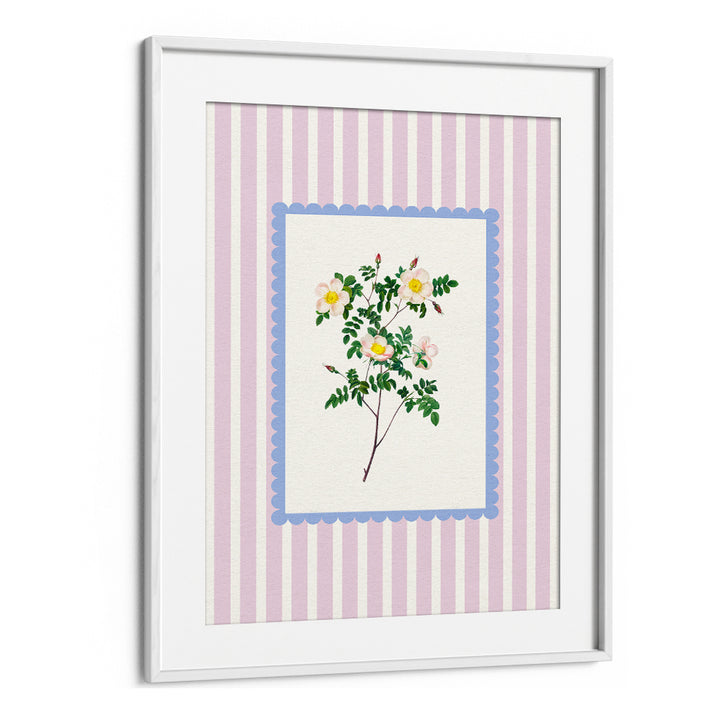 BLUSH WILD ROSE STUDY