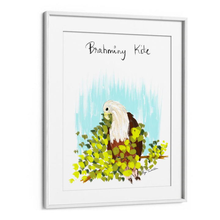 BRAHMINI KITE