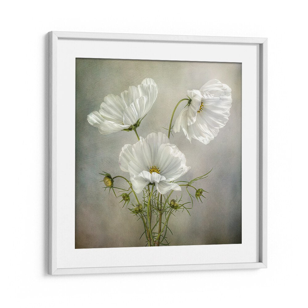 Elegant COSMOS CHARM, FLORAL FLOWER PAINTINGS showcasing delicate white flowers in a beautiful framed design.