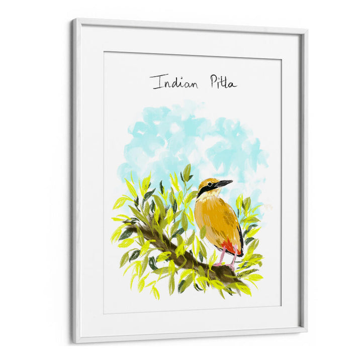 INDIAN PITTA