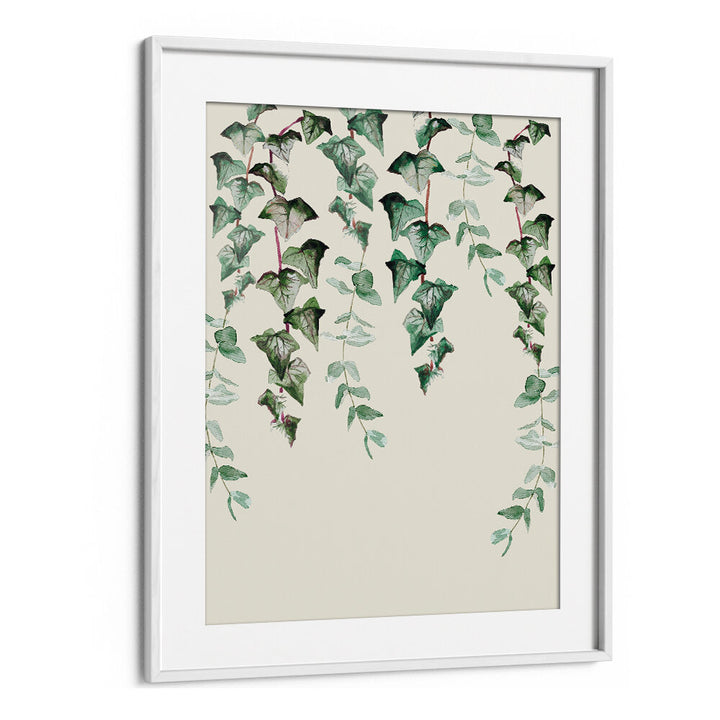 IVY Y EUCALYPTUS