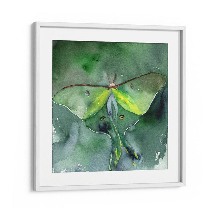 LUNA MOTH , ANIMAL PAINTINGS
