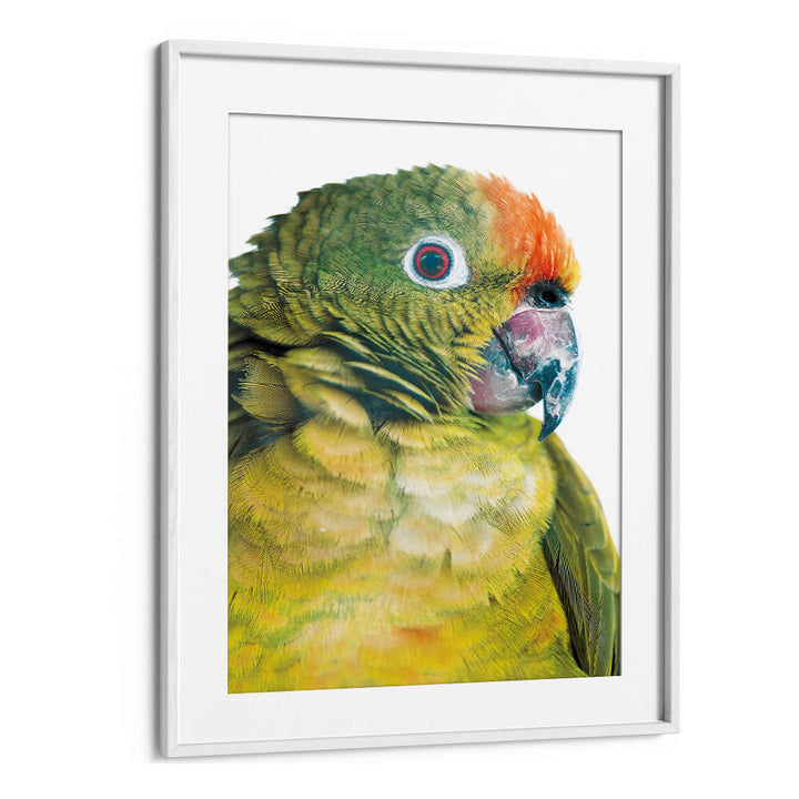 PARROT GLANCE , ANIMAL PAINTINGS vibrant green and orange parrot close-up framed print by WhiteMount