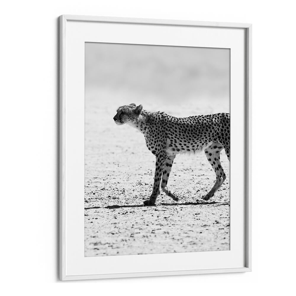 SILENT PURSUIT , ANIMAL PAINTINGS black-and-white cheetah print in WhiteMount white frame
