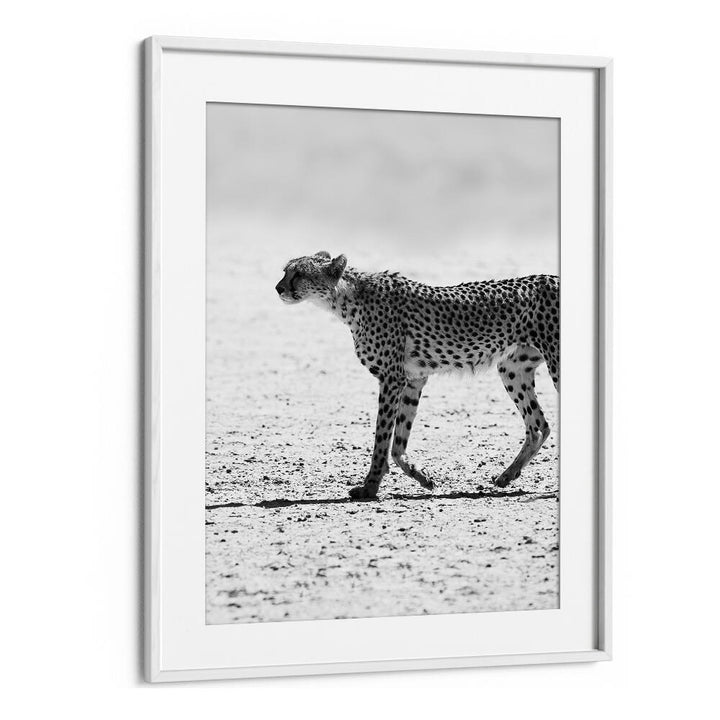 SILENT PURSUIT , ANIMAL PAINTINGS black-and-white cheetah print in WhiteMount white frame