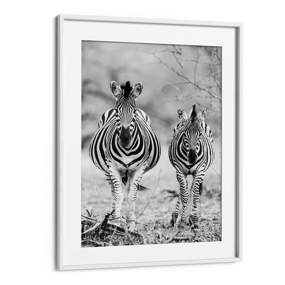 Framed zebra duo black-and-white wall art, STRIPED HORSE , ANIMAL PAINTINGS by WhiteMount