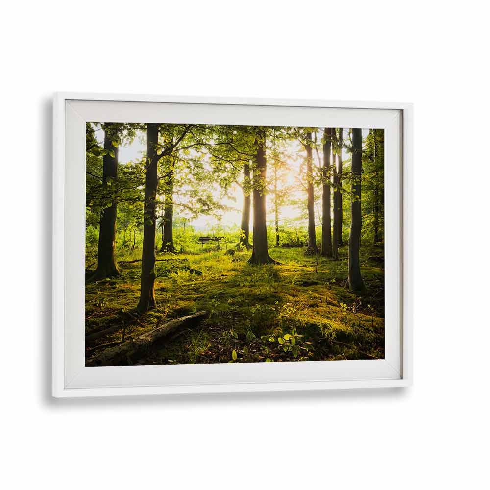 SUMMER IN THE WOODS BY STEFAN HEFELE , LANDSCAPE PHOTO PRINTS