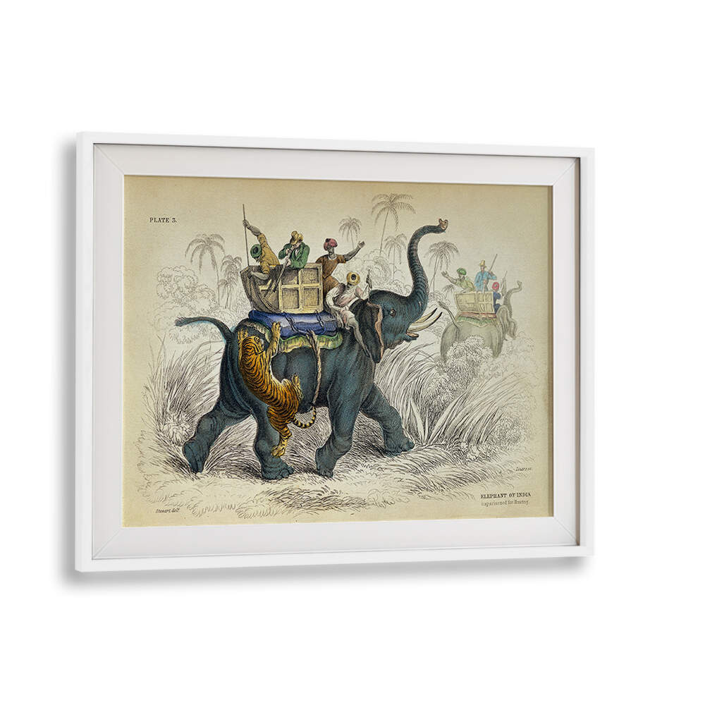 HISTORY OF THE PACHYDERMES