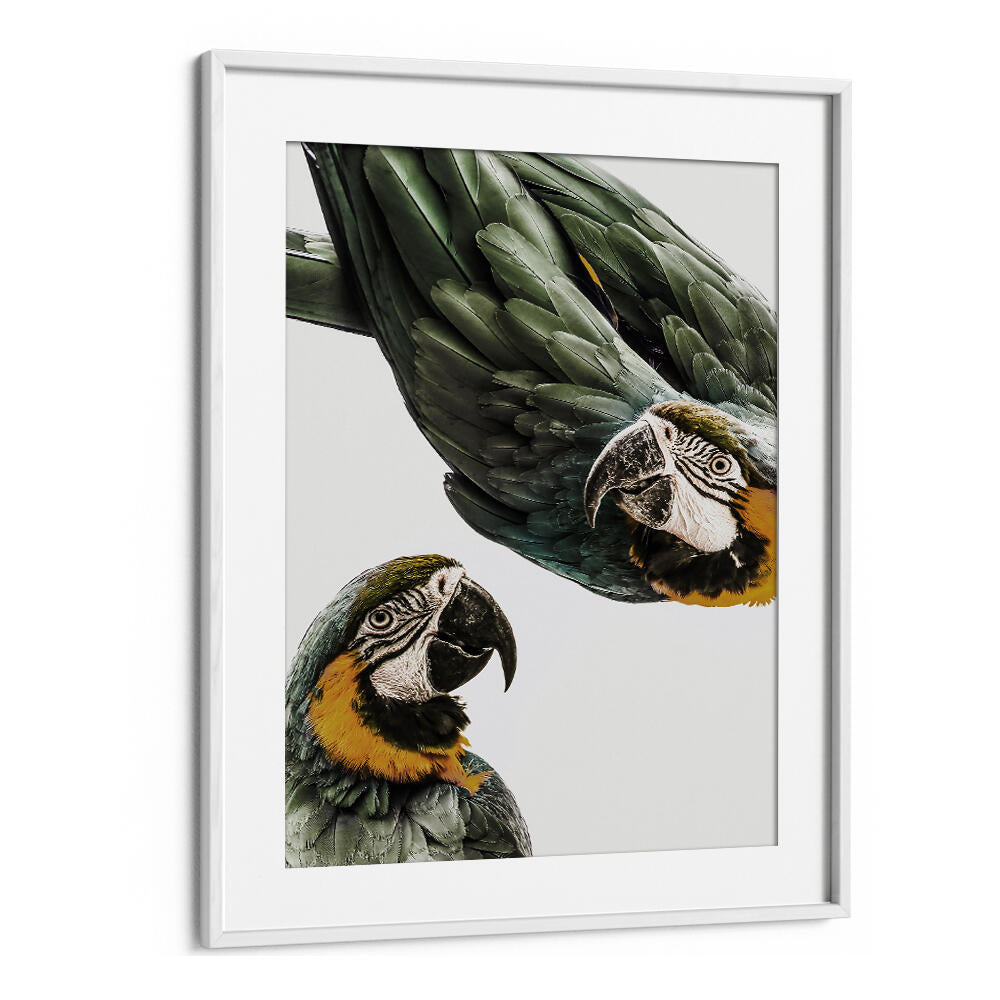 WHITEMOUNT framed VIBRANT PARROT DUO , ANIMAL PAINTINGS featuring two green and yellow macaws on white background