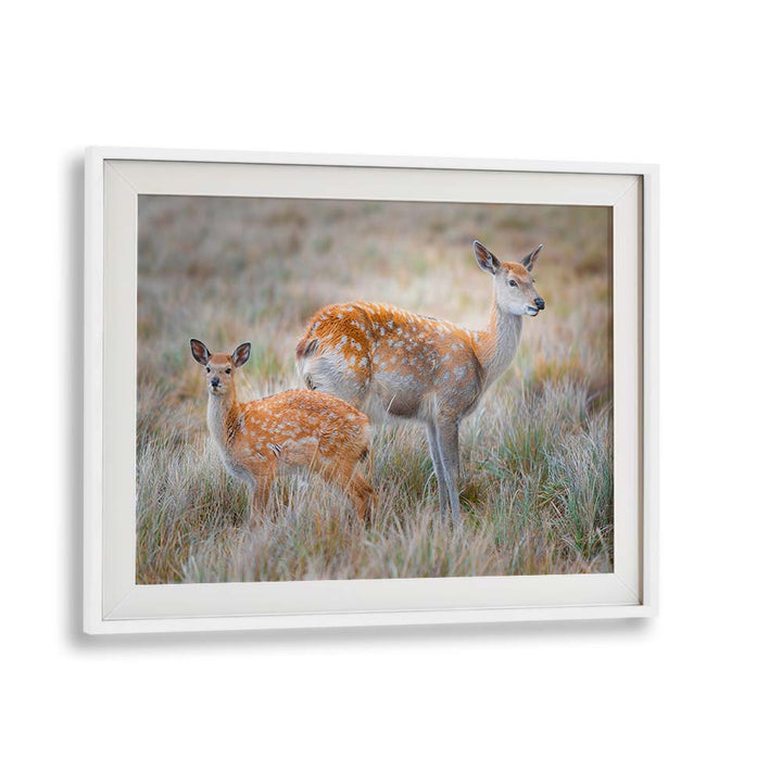 SIKA DEER BY SIMOON , LANDSCAPE PHOTO PRINTS