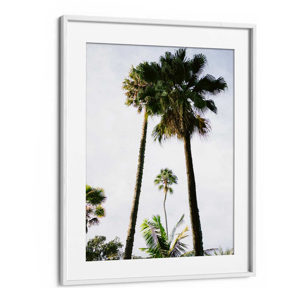 FIND ME UNDER THE PALM TREE , PHOTOGRAPHY PRINTS