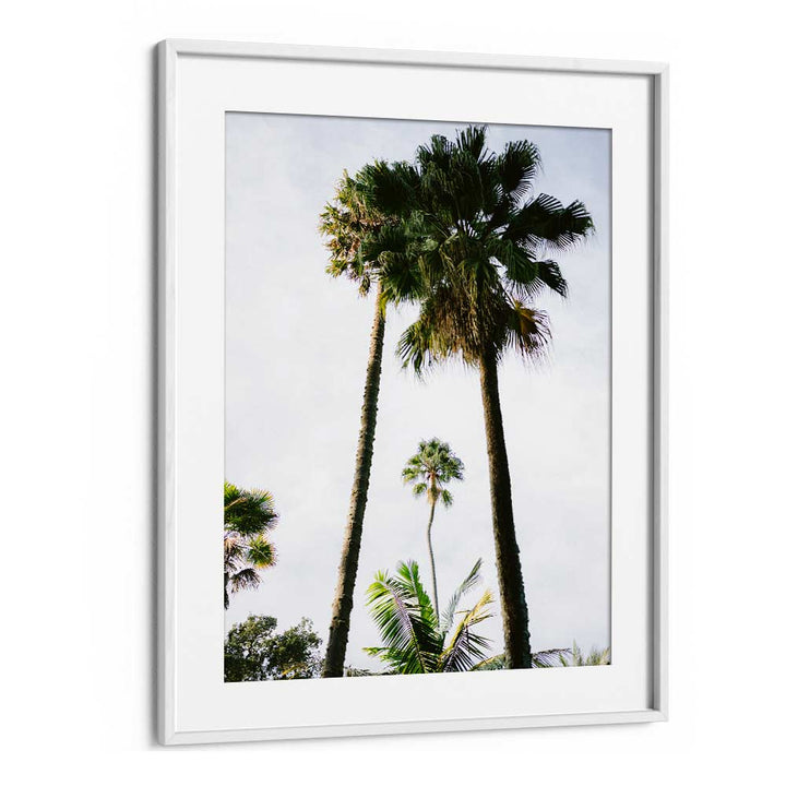FIND ME UNDER THE PALM TREE , PHOTOGRAPHY PRINTS