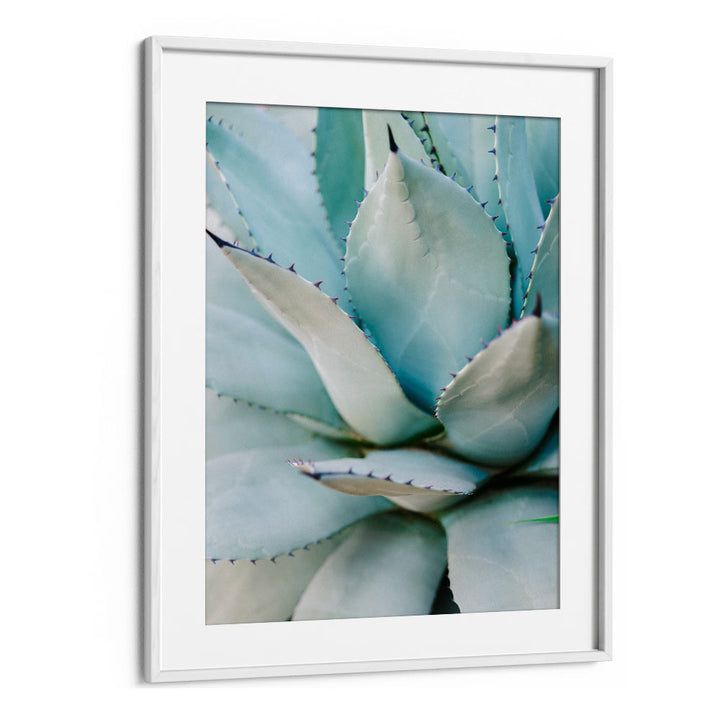 SUCCULENT GREEN BY RAISA ZWART , LANDSCAPE PHOTO PRINTS