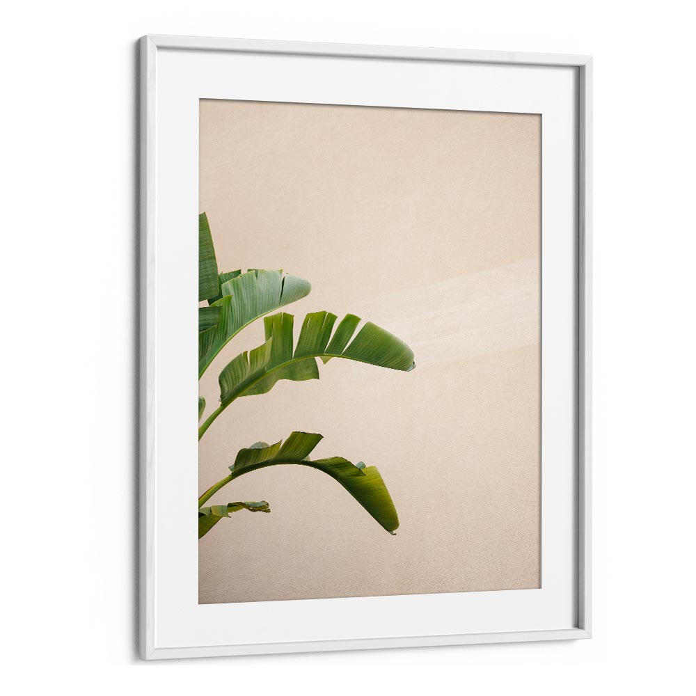 CANNES BANANA PLANT BY RAISA ZWART , LANDSCAPE PHOTO PRINTS