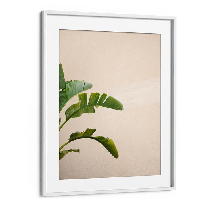 CANNES BANANA PLANT BY RAISA ZWART , LANDSCAPE PHOTO PRINTS