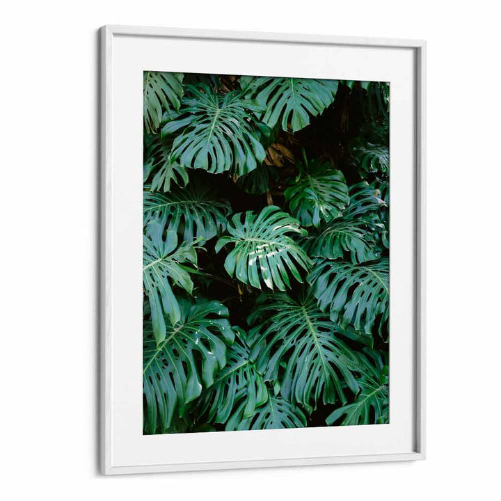 MONSTERA WALL IN LISBON , PHOTOGRAPHY PRINTS