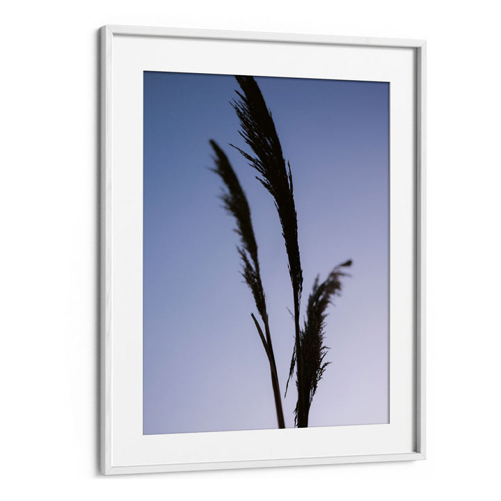 SHADES OF PURPLE , PHOTOGRAPHY PRINTS