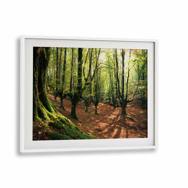 FOREST LOVE , LANDSCAPE PHOTO PRINTS