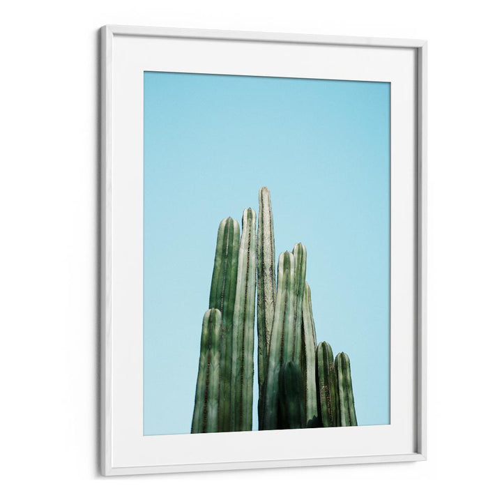 CACTI BY RAISA ZWART , LANDSCAPE PHOTO PRINTS