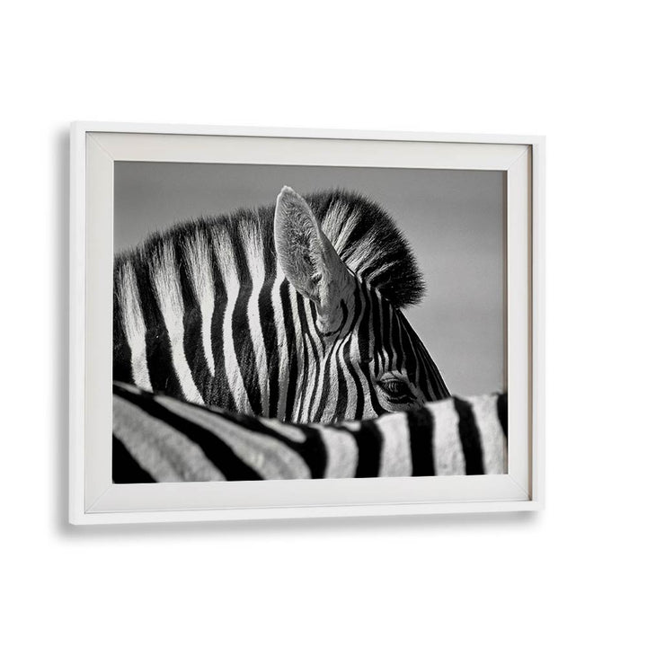 CURIOUS ZEBRA BY MARC PELISSIER , LANDSCAPE PHOTO PRINTS