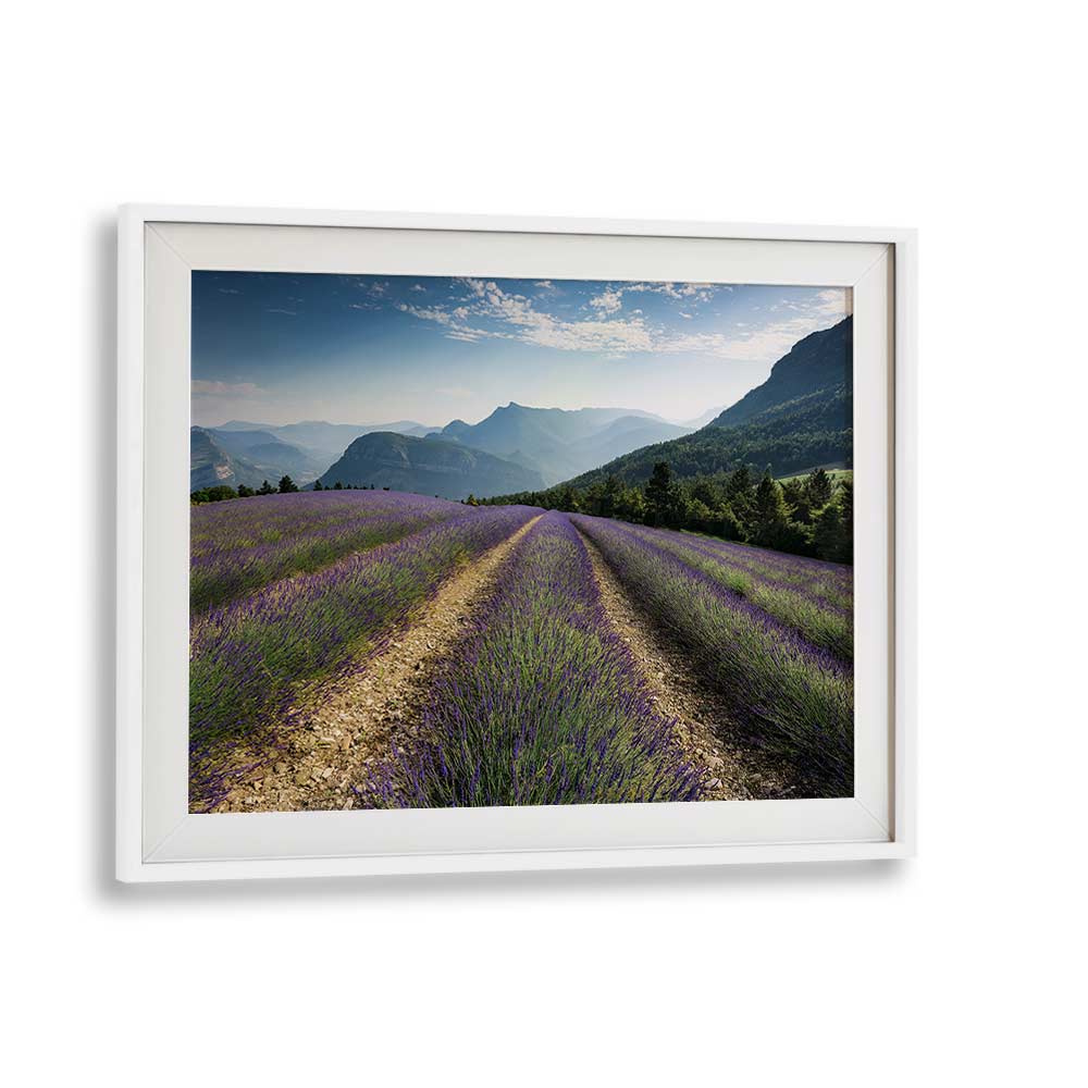 LAVENDER HILLS BY STEFAN HEFELE , LANDSCAPE PHOTO PRINTS