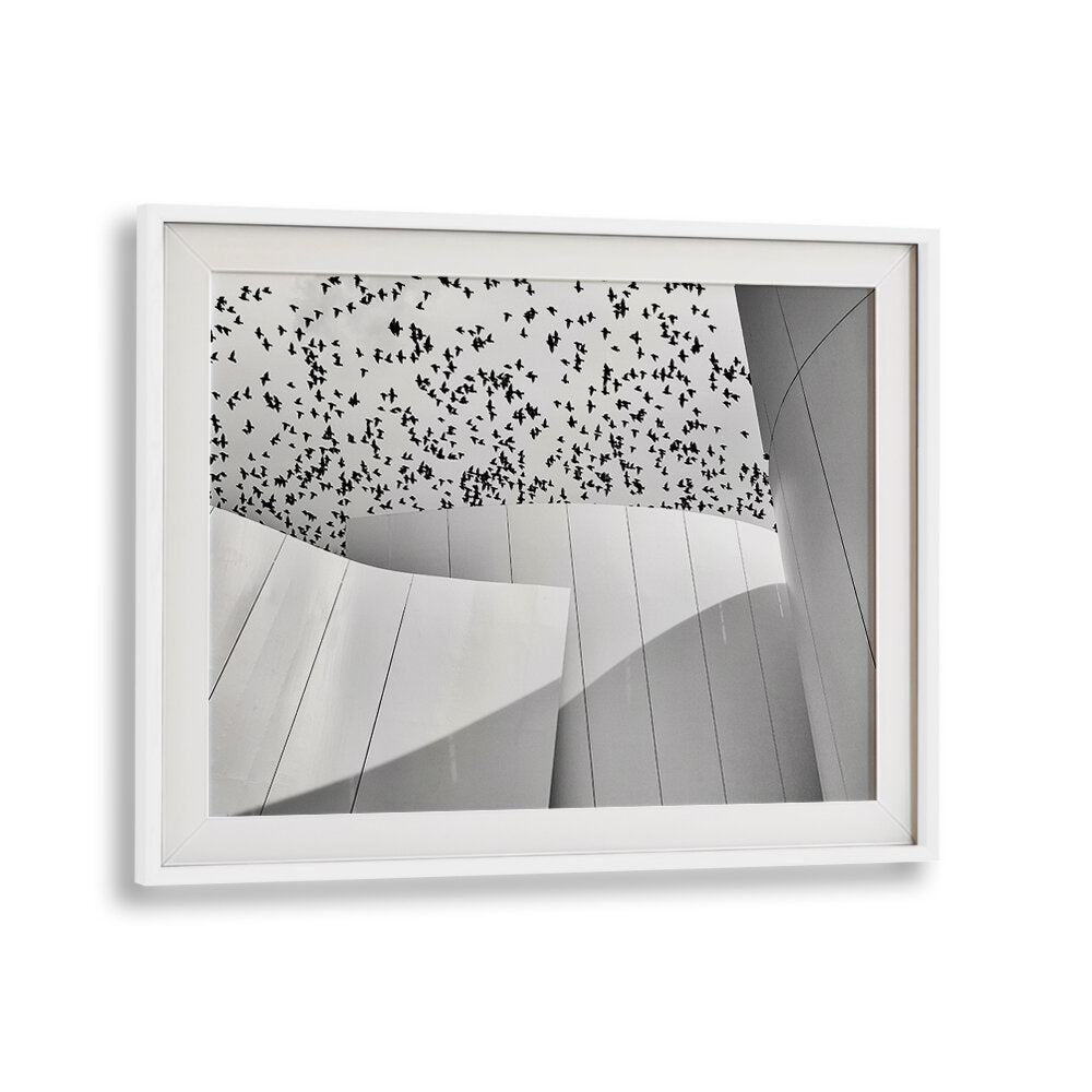 BIRDS , PHOTOGRAPHY PRINTS