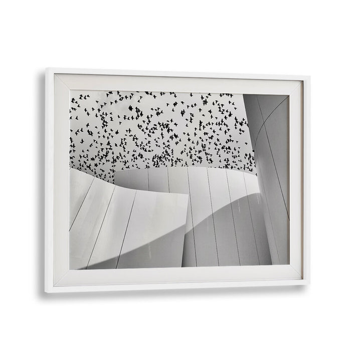 BIRDS , PHOTOGRAPHY PRINTS