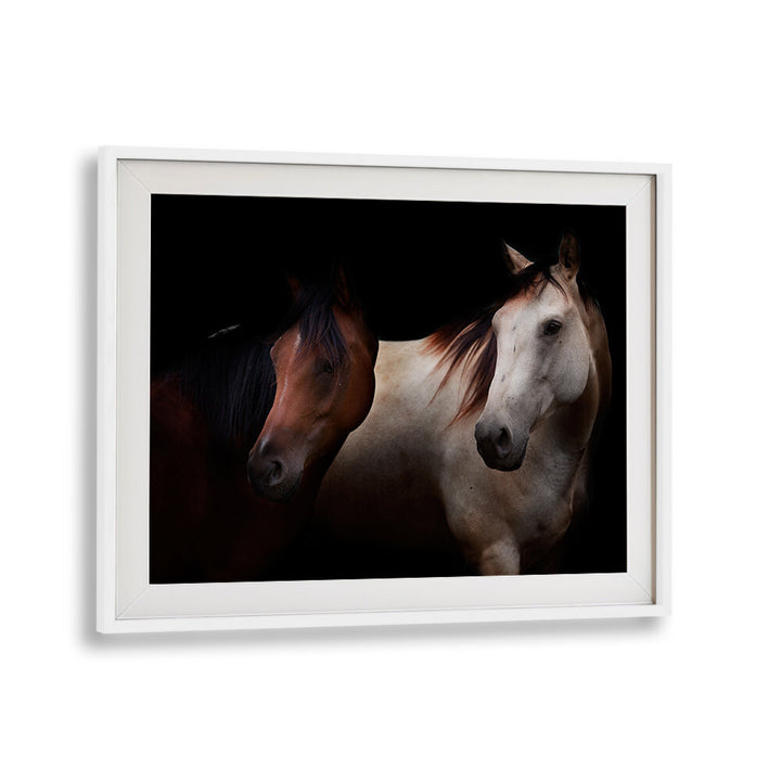 CAVALLI , PHOTOGRAPHY PRINTS