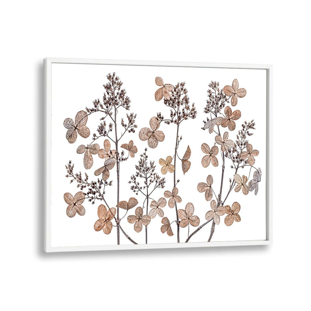 Stunning HYDRANGEA PANICULATA, FLORAL FLOWER PAINTINGS showcasing elegant flower clusters for your home decor.