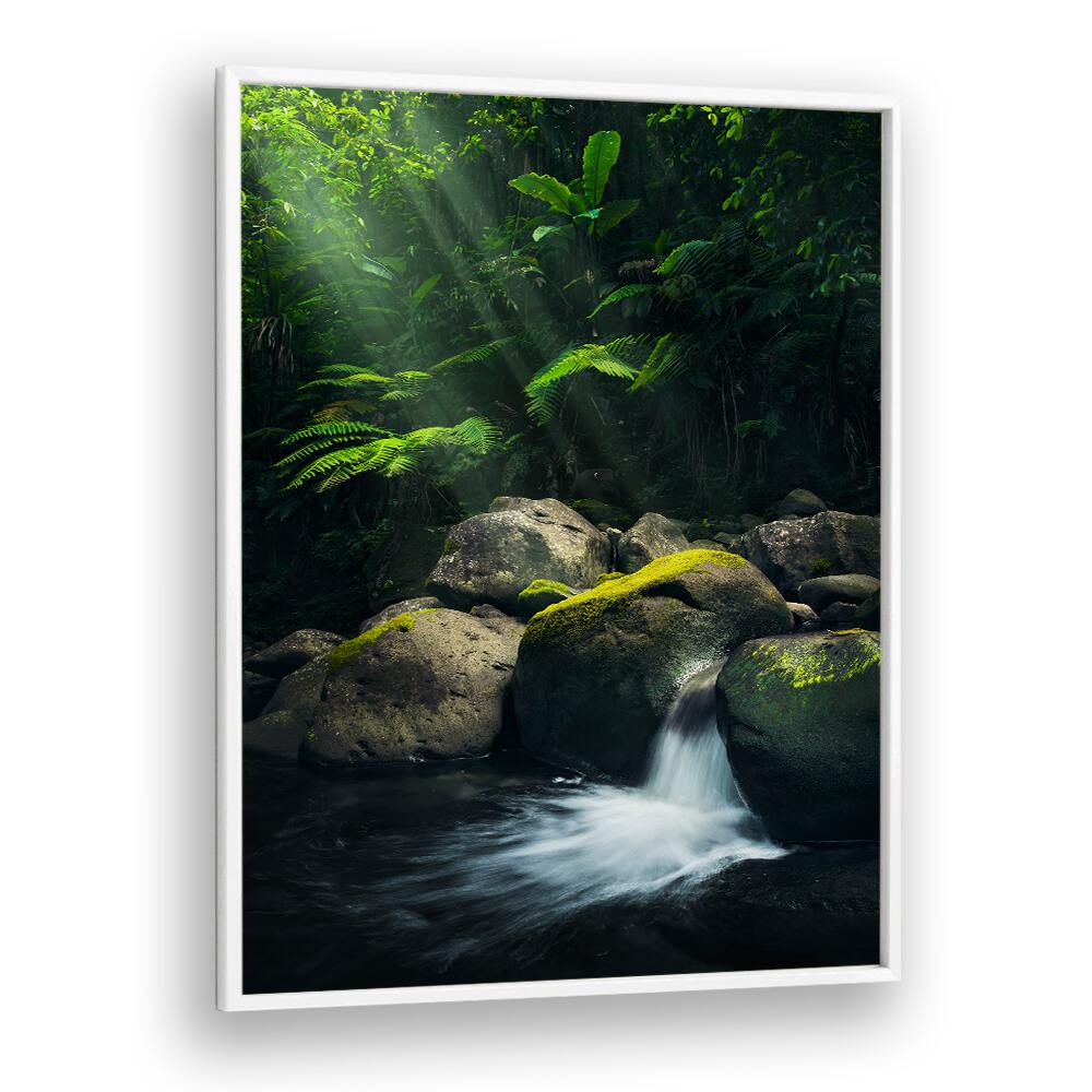 MYSTIC JUNGLE , LANDSCAPE PHOTO PRINTS , LANDSCAPE PHOTOGRAPHY