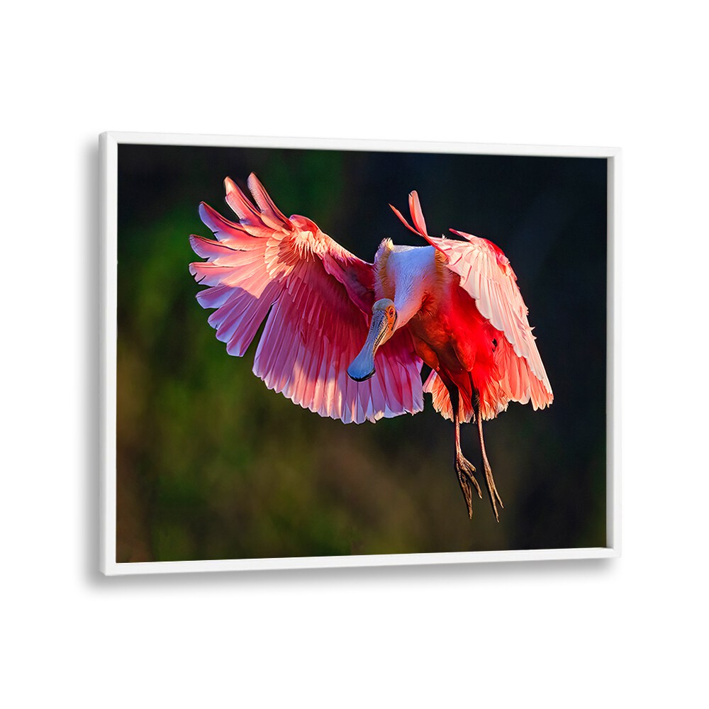 Serene Roseate Spoonbill in flight, perfect for nature lovers seeking ROSEATE SPOONBILL, PHOTOGRAPHY PRINTS.