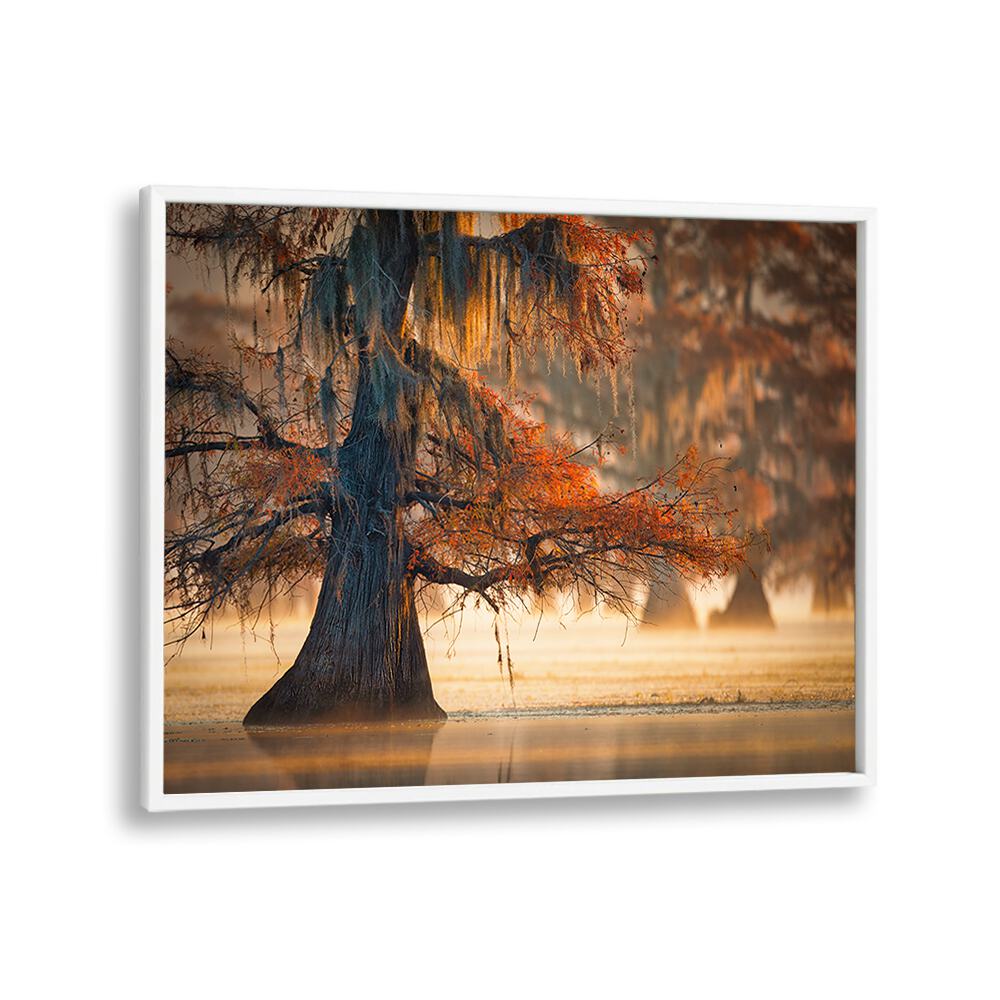 A CYPRESS IN FALL WATER BY MICHAEL ZHENG , LANDSCAPE PHOTO PRINTS