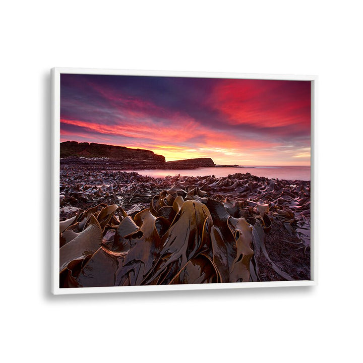 Vibrant sunset over Curio Bay, highlighting nature's beauty in CURIO BAY MORNING, PHOTOGRAPHY PRINTS.