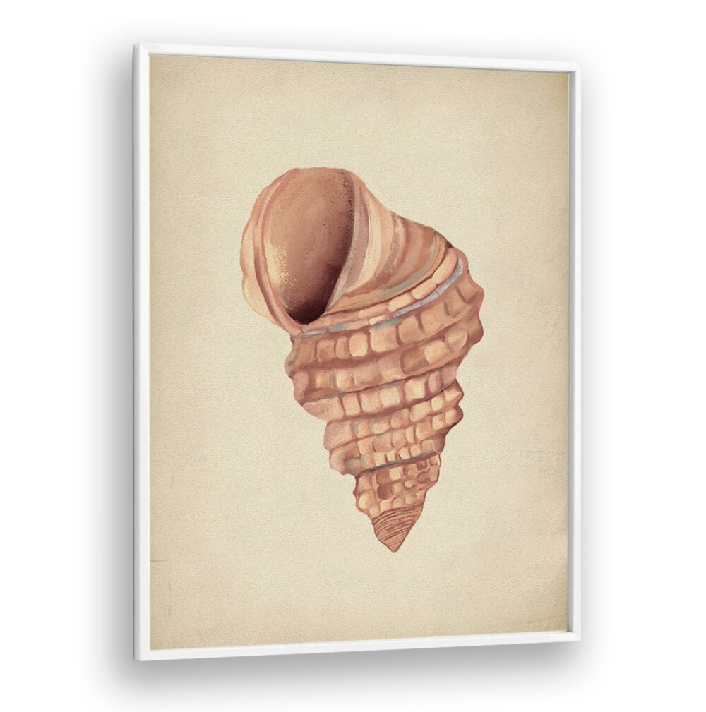 Stylish PINK SEASHELLS, BEACH PAINTINGS that enhance your coastal decor and bring ocean serenity to your space.