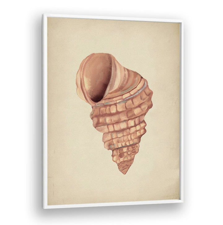 Stylish PINK SEASHELLS, BEACH PAINTINGS that enhance your coastal decor and bring ocean serenity to your space.