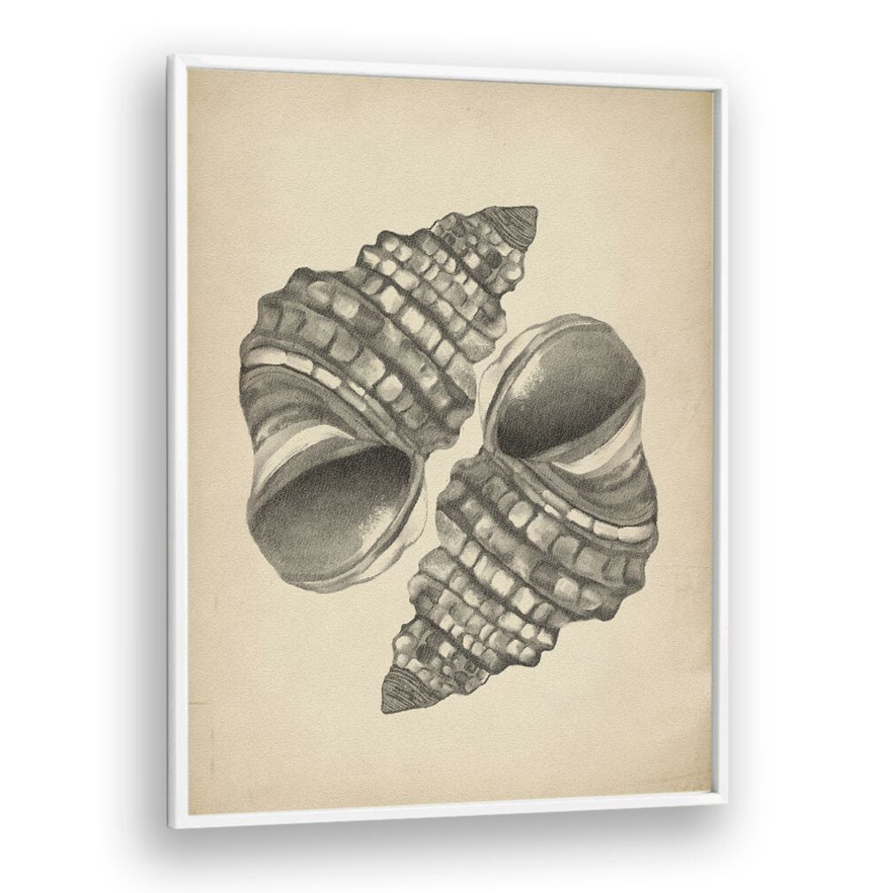 Elegant SEASHELLS II, BEACH PAINTINGS showcasing detailed seashells, perfect for adding coastal charm to your home décor.