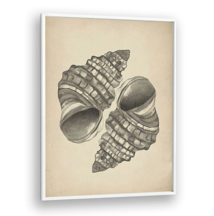 Elegant SEASHELLS II, BEACH PAINTINGS showcasing detailed seashells, perfect for adding coastal charm to your home décor.