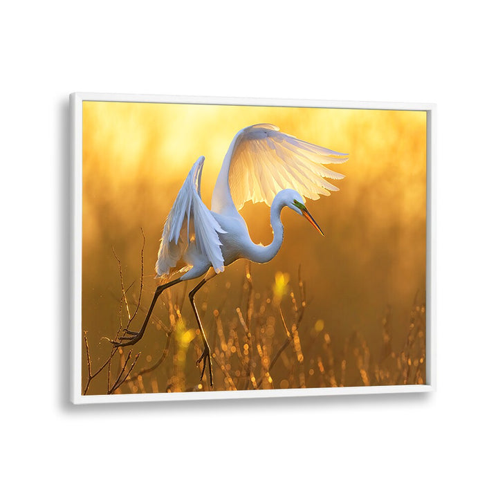 MORNING EGRET BY MICHAEL ZHENG , LANDSCAPE PHOTO PRINTS