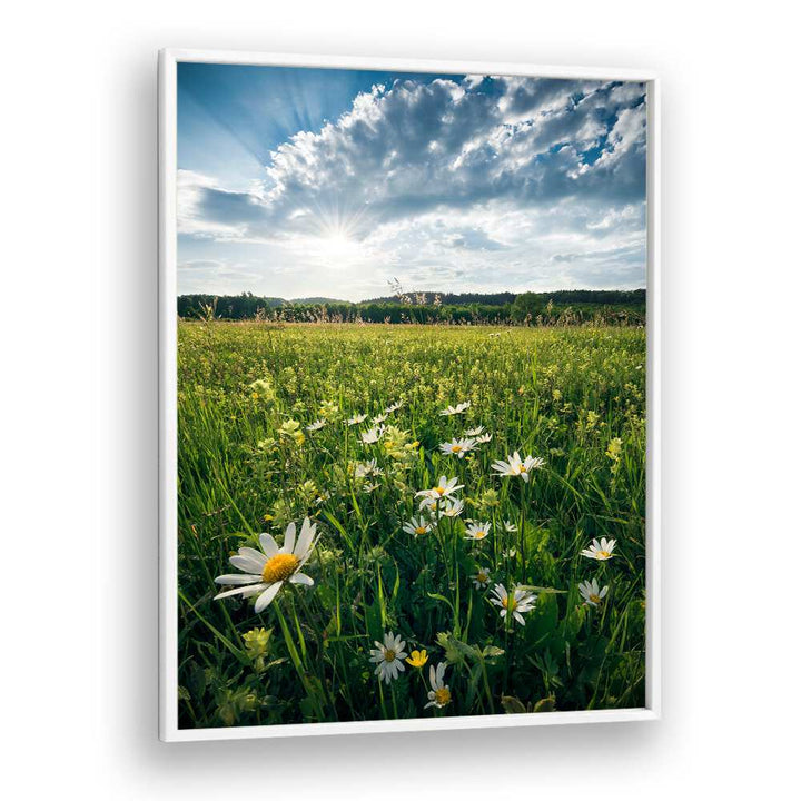 FLOWERING MEADOW BY STEFAN HEFELE , LANDSCAPE PHOTO PRINTS