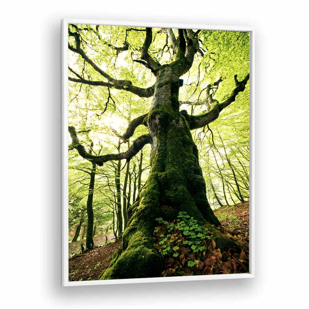 ENT BY STEFAN HEFELE , LANDSCAPE PHOTO PRINTS